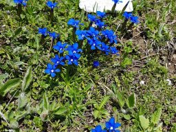 gentiana brachyphylla-a - 21/05/2020 -Vallon Combeau, Vercors (Drôme)